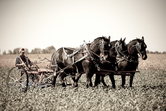 draft horse in field